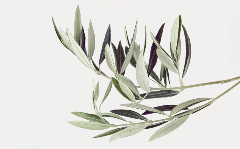 I nostri auguri di buona Pasqua